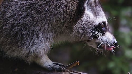 What you need to know about rabies