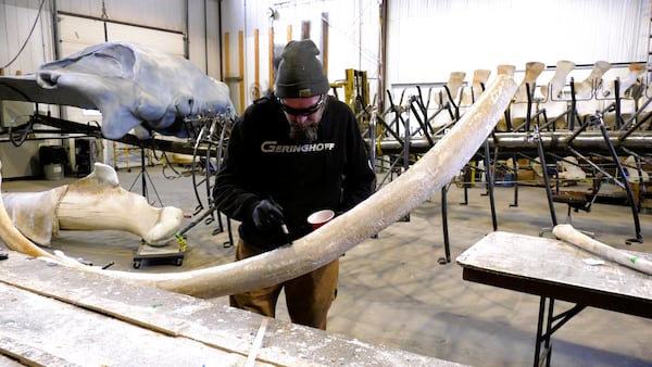 Massive blue whale skeleton being turned into a display by fabricators at Dinosaur Valley Studios