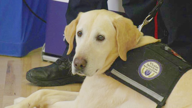 Beloved Nipissing trauma support dog Chewie hangs up his vest