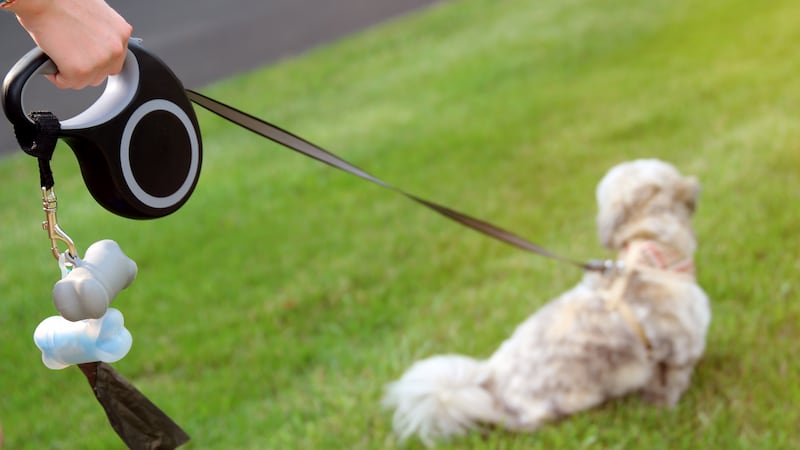 Halifax reports increase in serious dog attacks, urges owners to leash pets