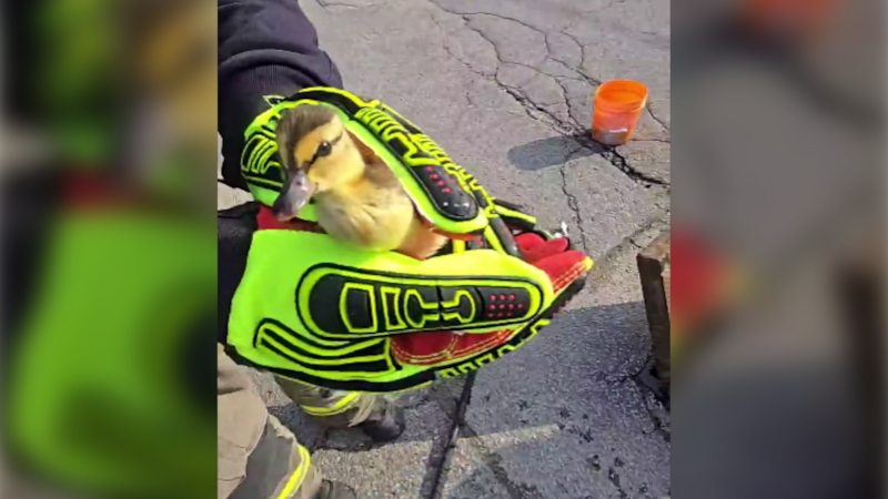 ‘We gotcha mama’: Owen Sound firefighters rescue ducklings trapped in storm sewer