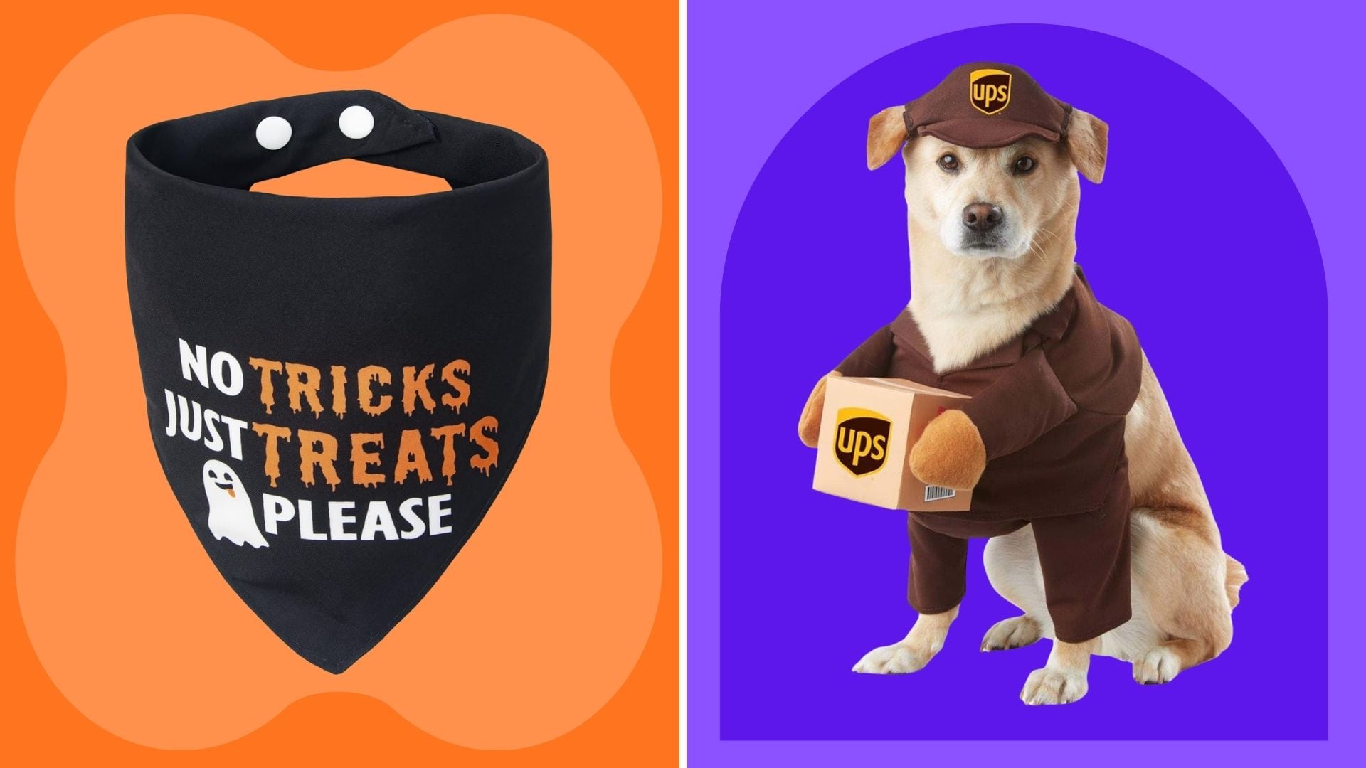 A Halloween bandana and dog UPS costume.