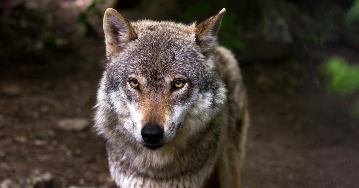 Wolf Warning Issued For Two Jack Lakeside Campground wolf-warning-issued-for-two-jack-lakeside-campground