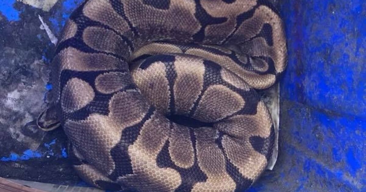 Domestic Python Animal Domestic python discovered at Waste Disposal Centre