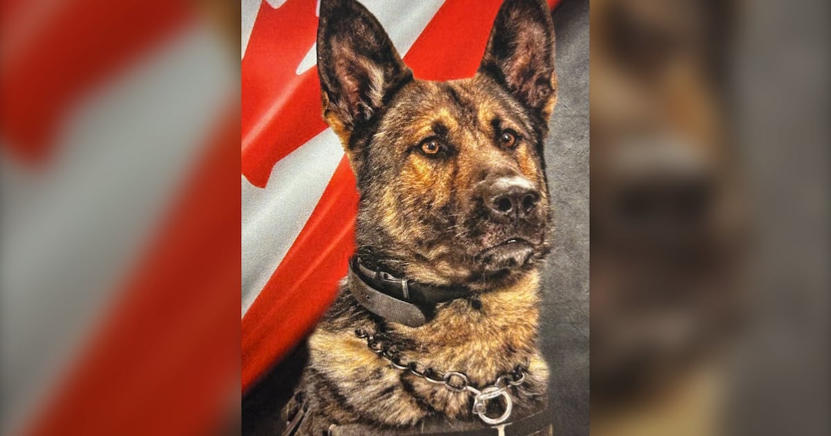 Retired Guelph Police service dog Titan dies at seven