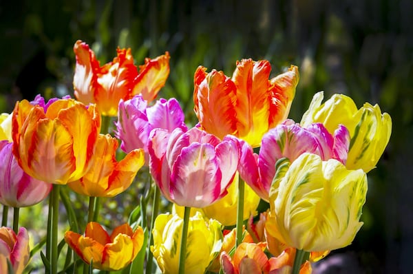 Warm weather stretch begins in Calgary