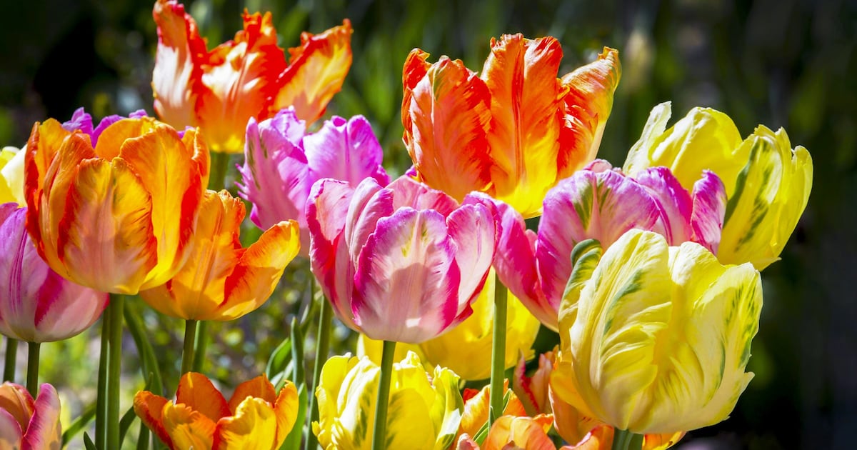Warm weather stretch begins in Calgary