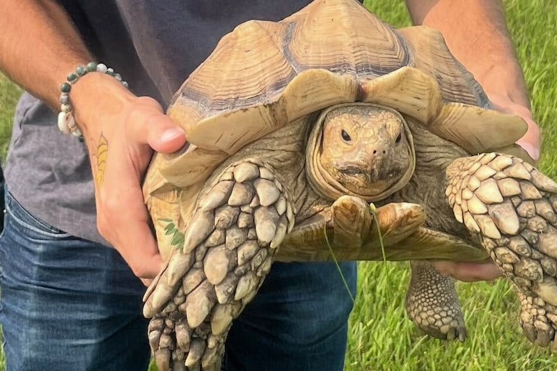 Oak Hammock Marsh finds escaped pet tortoise 20 km from home