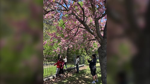 People pose for pictures with cherry blossom trees.