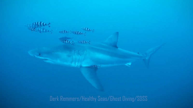 Great white shark caught on underwater footage during Mediterranean clean-up