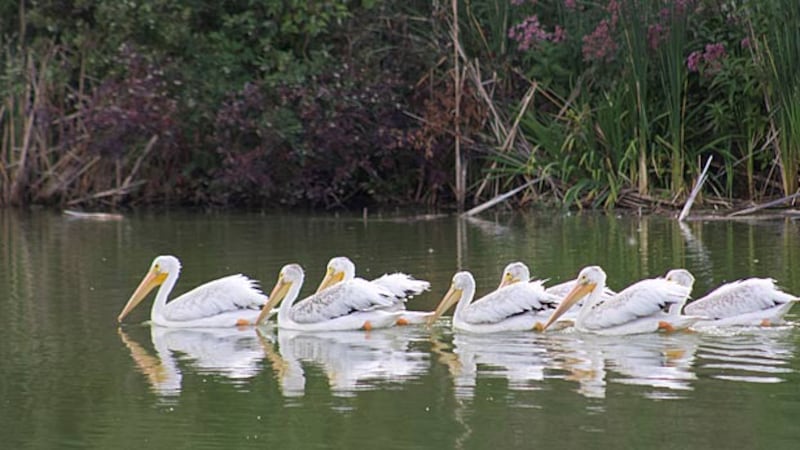 ‘They’re pretty amazing to watch:’ Pelican population steadily growing in Manitoba