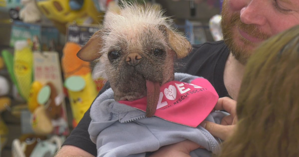 ‘Deadpool and Wolverine’ canine star raising money for Edmonton animal rescue