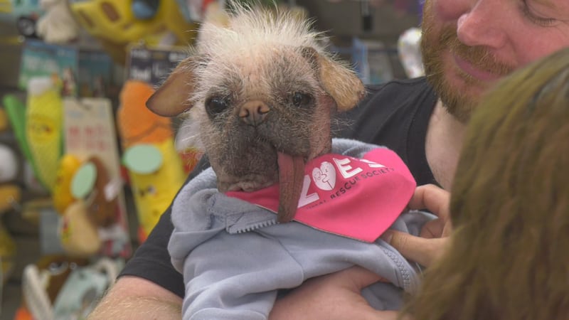 Dogpool to the rescue: ‘Deadpool and Wolverine’ star raising money for animal rescue