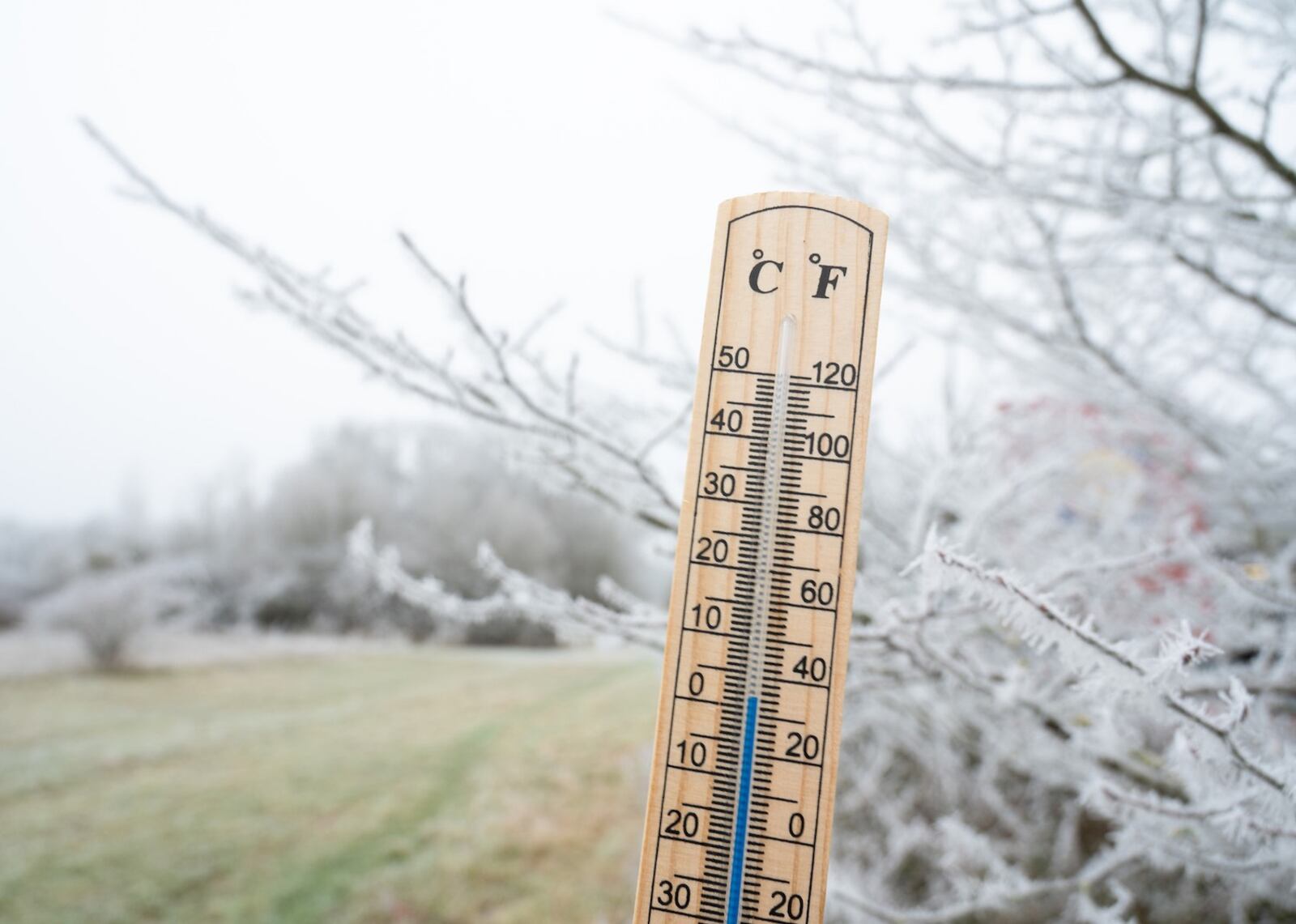Montreal Braces for Near-Freezing Temperatures as Frost Advisory Takes Effect — image 4