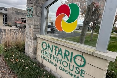 Kingsville, Chatham-Kent show strong support for greenhouse vegetable sector: Report