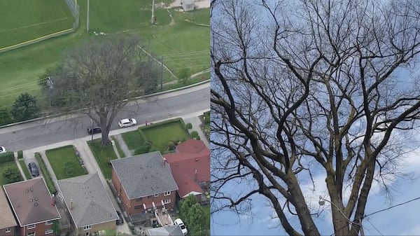 Toronto’s century-old enormous elm tree to be cut down