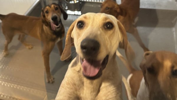 Review clears dog research at London, Ont. hospital, but critics say issue is ethical