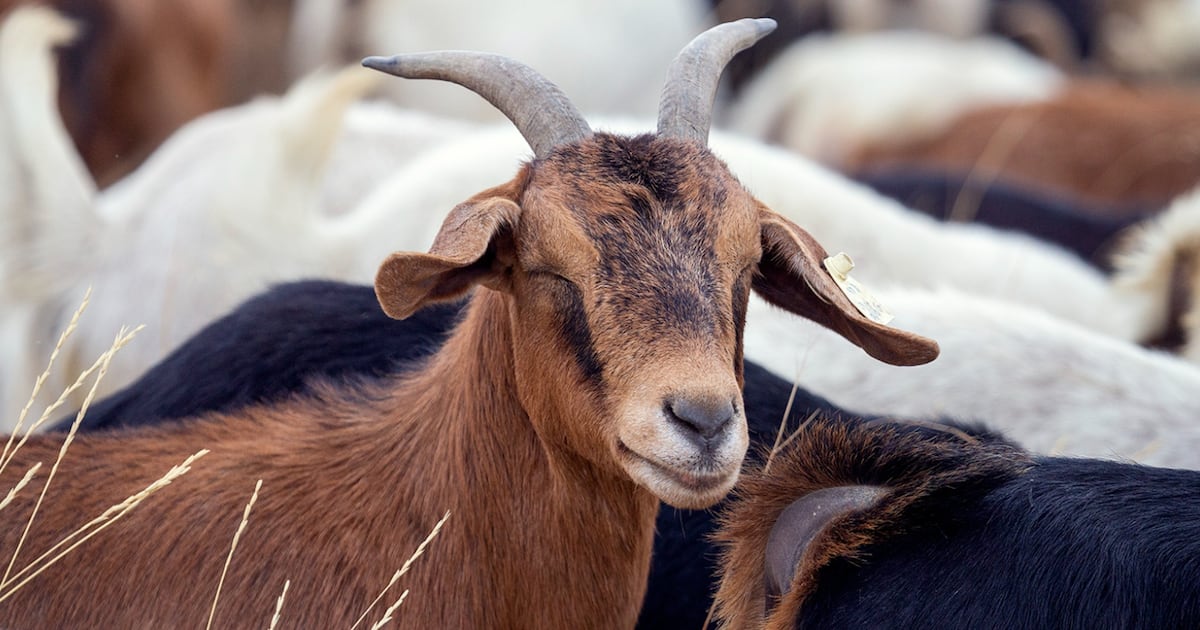 They're baaack! Goats gnaw their way through Nose Hill Park