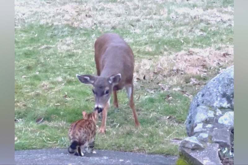 ‘I’m Snow White’: B.C. woman grateful after moving to home frequently visited by animals