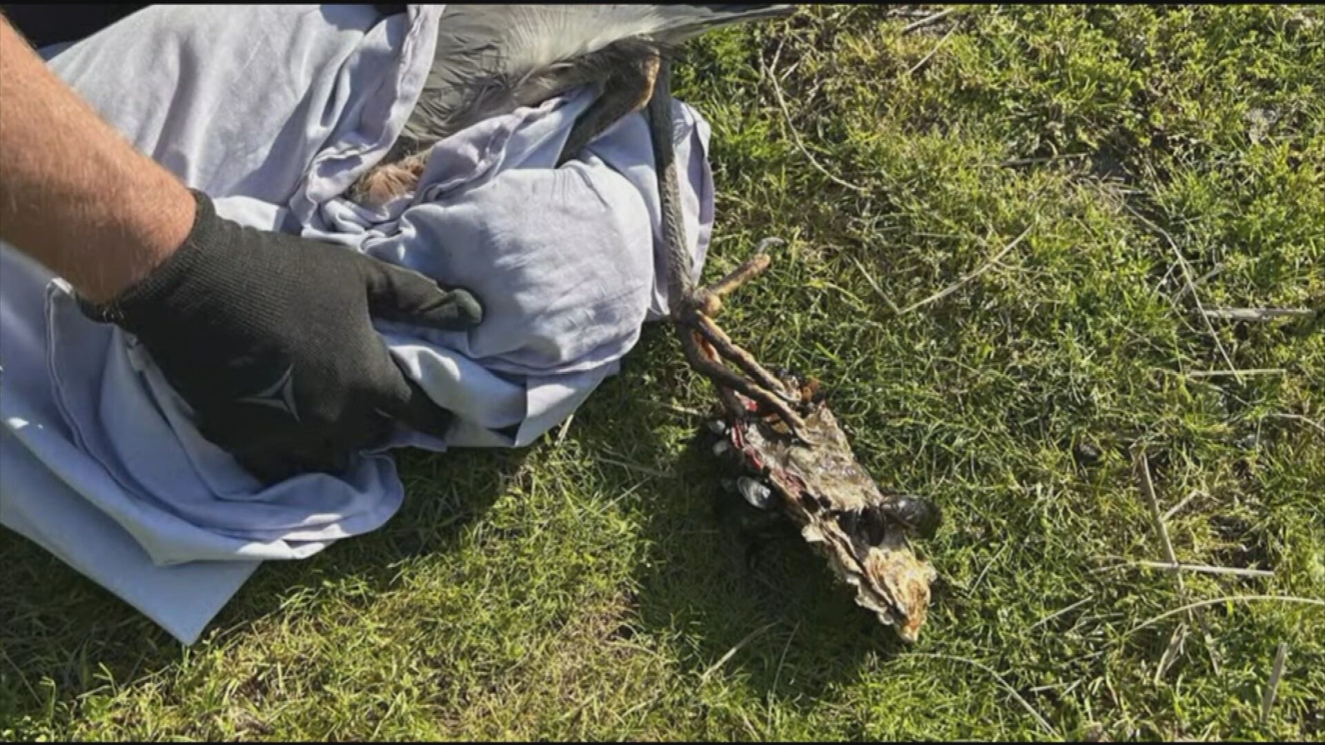 Blue heron rescued off Vancouver beach