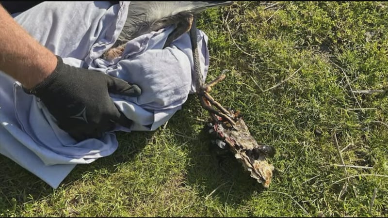 Blue heron with toe caught in large oyster rescued off Vancouver beach