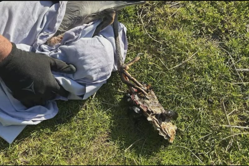 Blue heron with toe caught in large oyster rescued off Vancouver beach