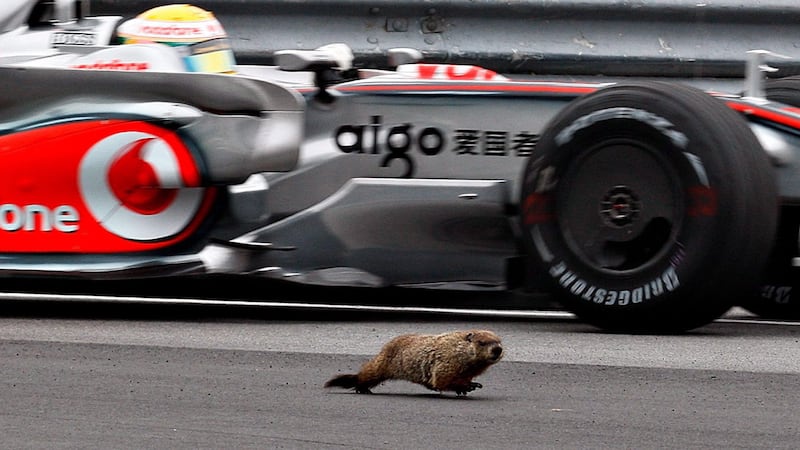 Groundhog struck on F1 Grand Prix race track, questions about their safety remain
