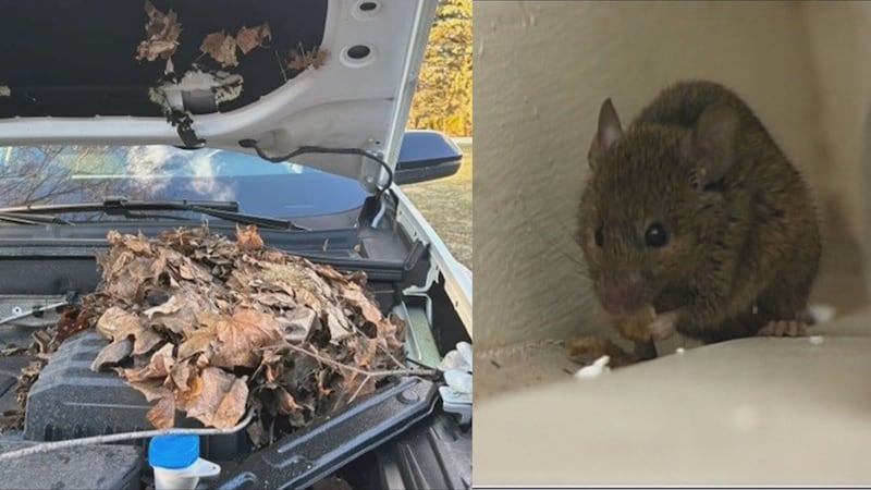 Rodents cause thousands of dollars in damage to Ontario woman’s vehicles