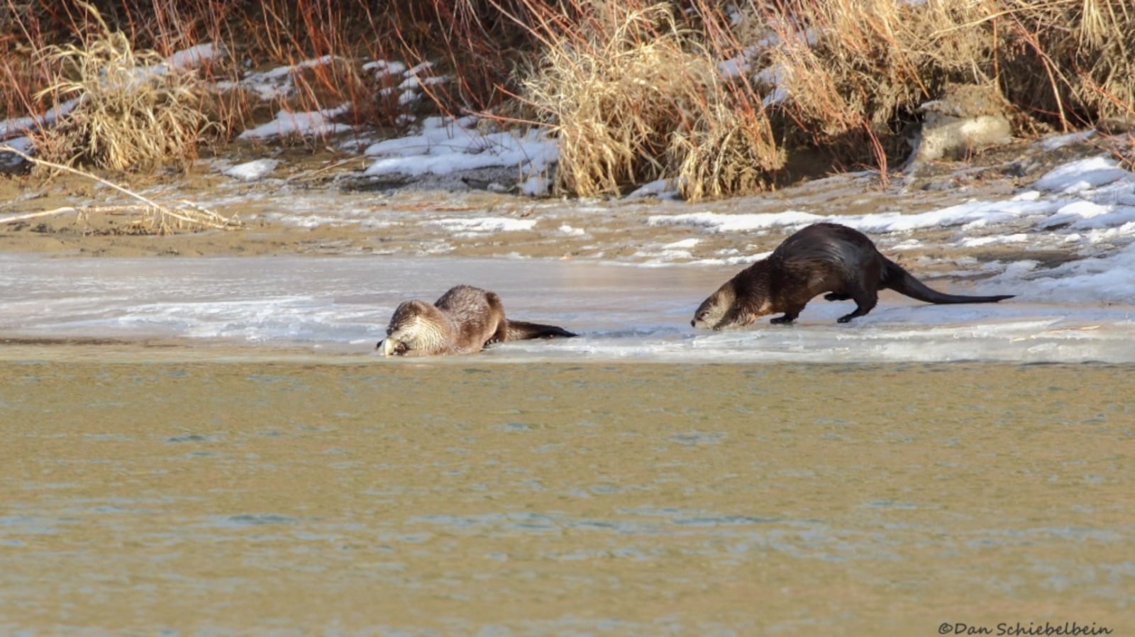 Return of rivers otters to Medicine Hat indicative of healthy river system