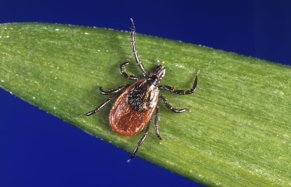 Tick season has arrived. Here’s how you can protect yourself
