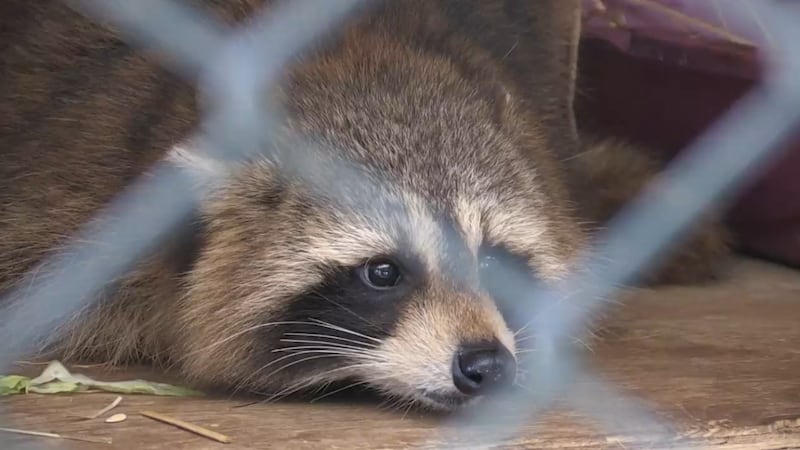 New animal response group fills gap in the region