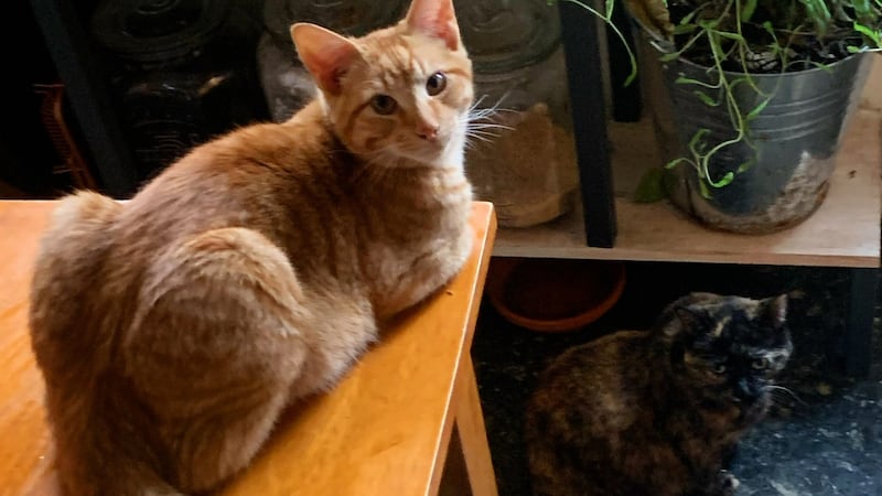 Quebec housing tribunal decision to allow pets in a rental unit is being appealed
