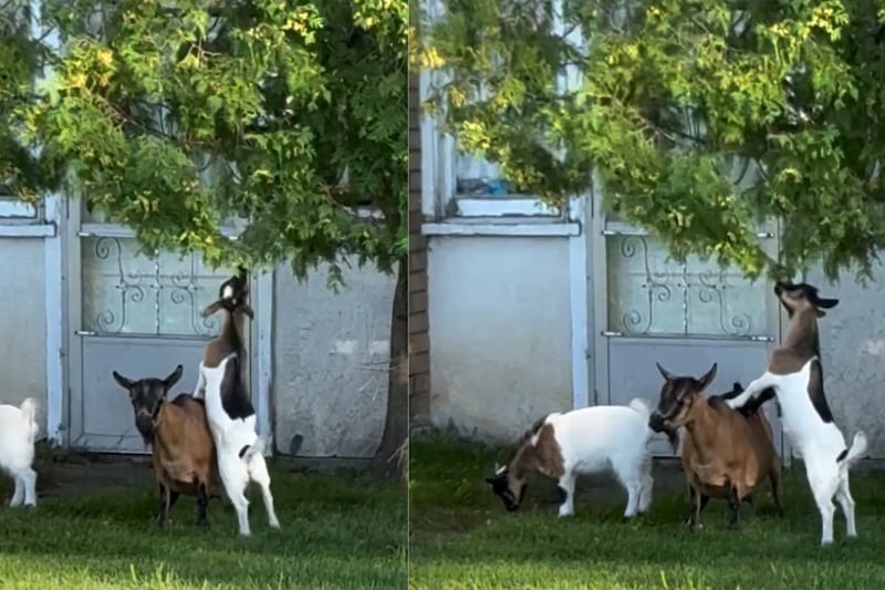 WATCH: Mom duty takes new meaning as Ontario goat becomes step stool