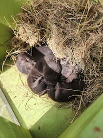 Baby river otter removal