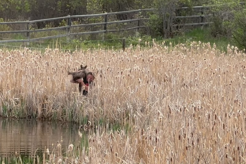 ‘Beauty of nature’: Moose rescue south of Calgary caught on camera