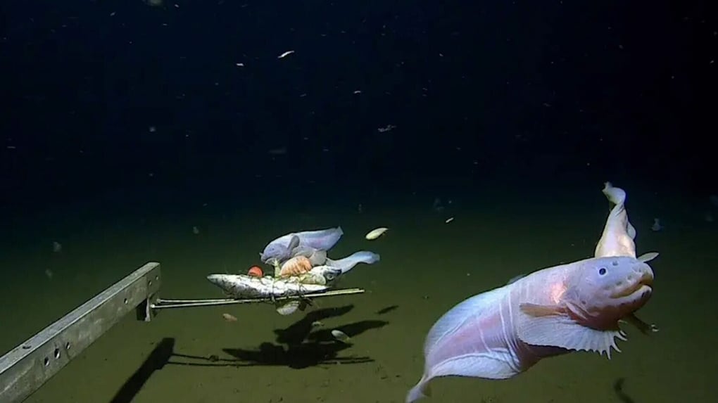 Exploding Fish Deep Deepest-ever fish caught and filmed off Japan by scientists