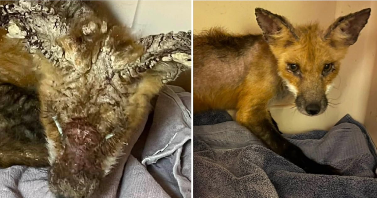 Foxes suffering from mange recovering well, sanctuary says