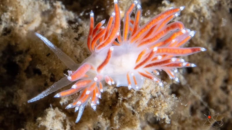 Underwater photographer captures colourful images of sea life in Halifax Harbour
