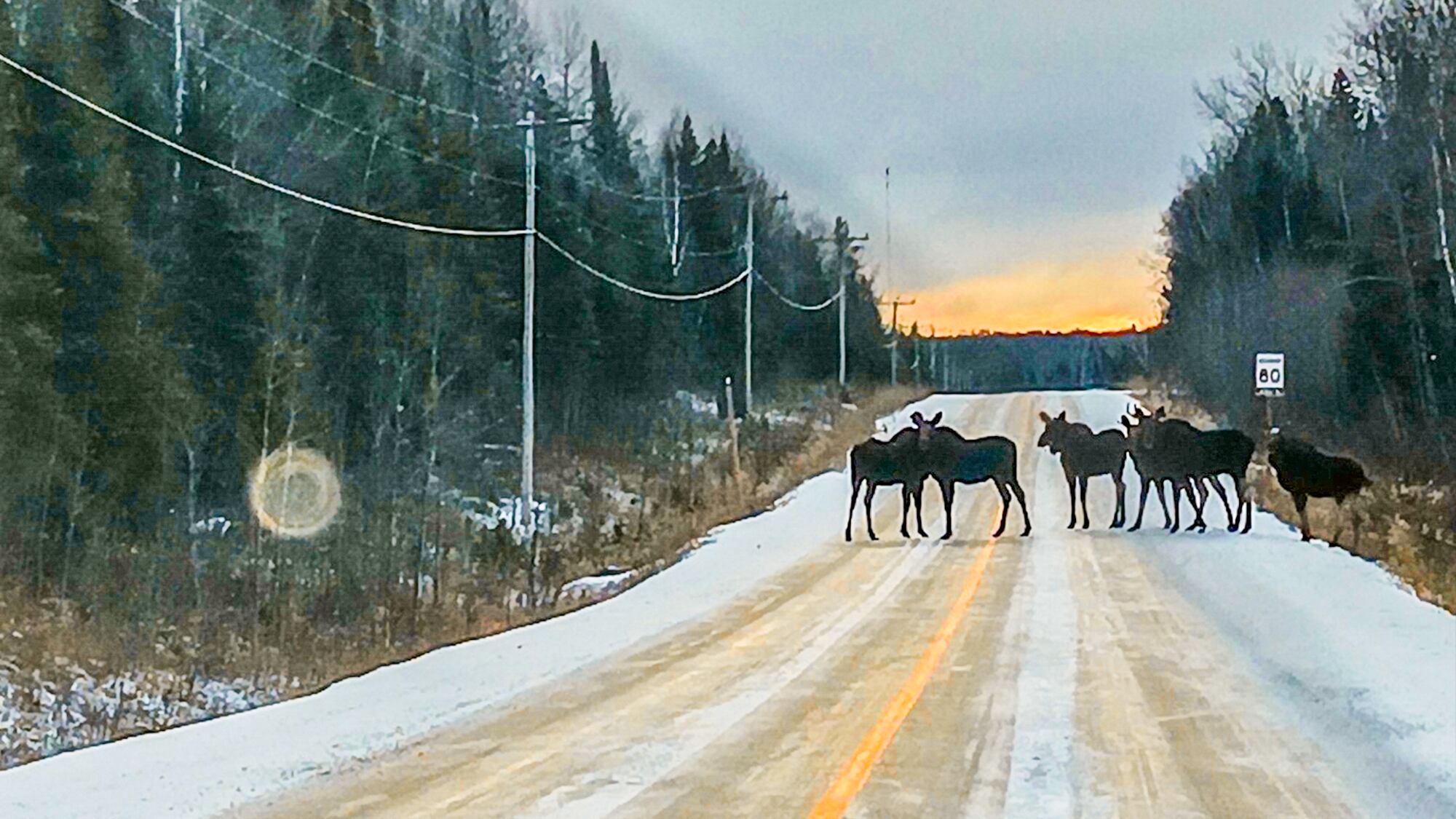'A truly Canadian Roadblock': moose block a northern Ont. roadway – CTVNews