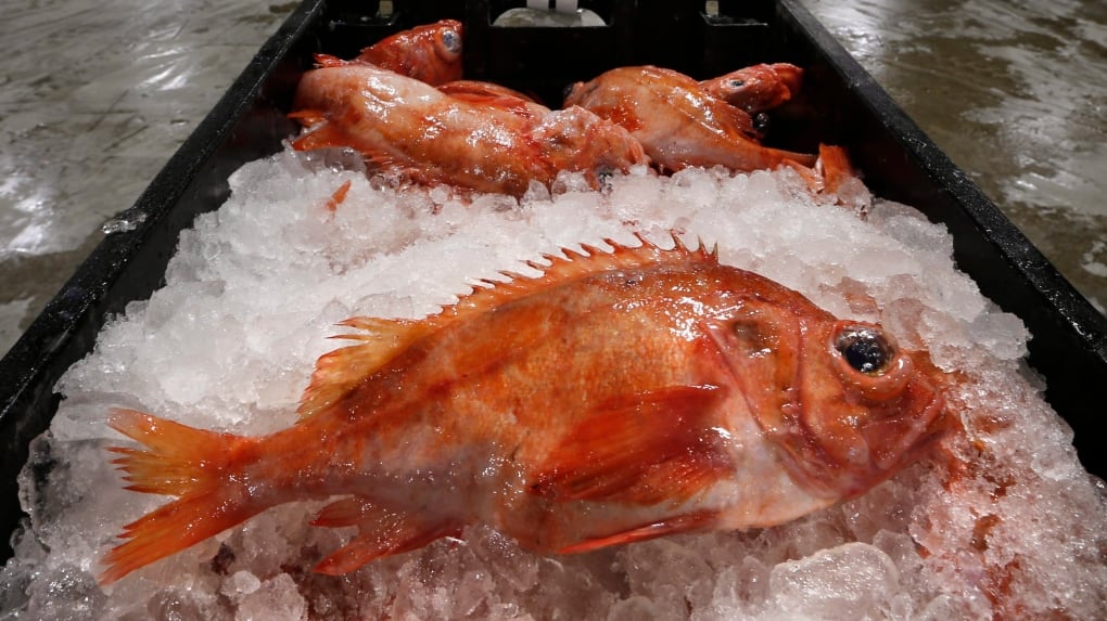 Conservation group, some fishers question redfish quota in Gulf of St ...