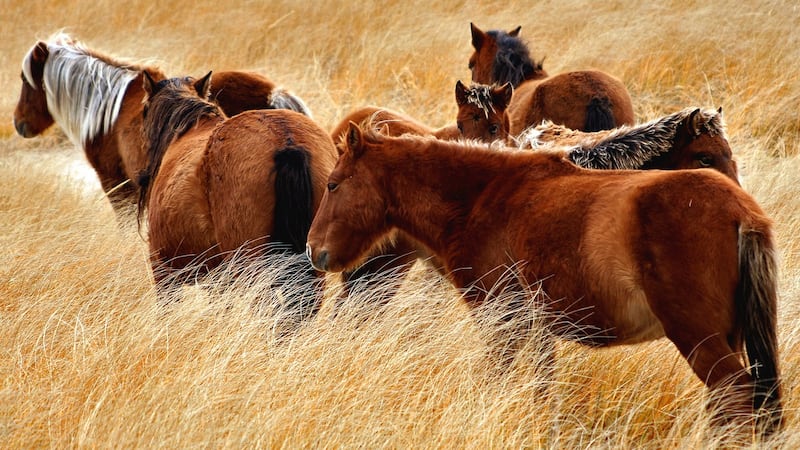 New book explores the rugged adaptability of Sable Island, N.S.'s wild horses