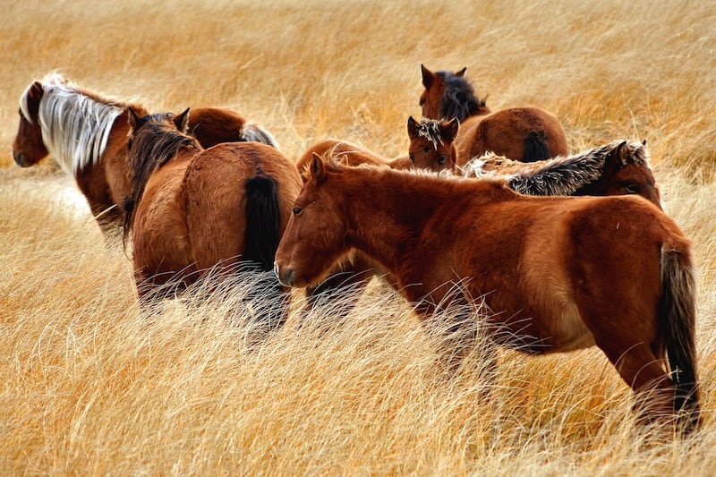 New book explores the rugged adaptability of Sable Island, N.S.'s wild horses