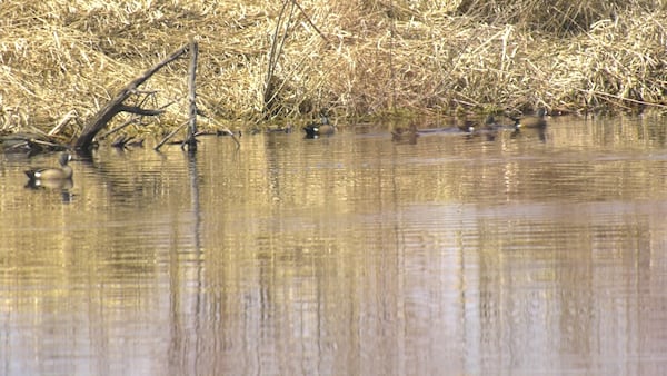 Sask. wildlife rescue groups say calls rising for birds showing avian flu signs