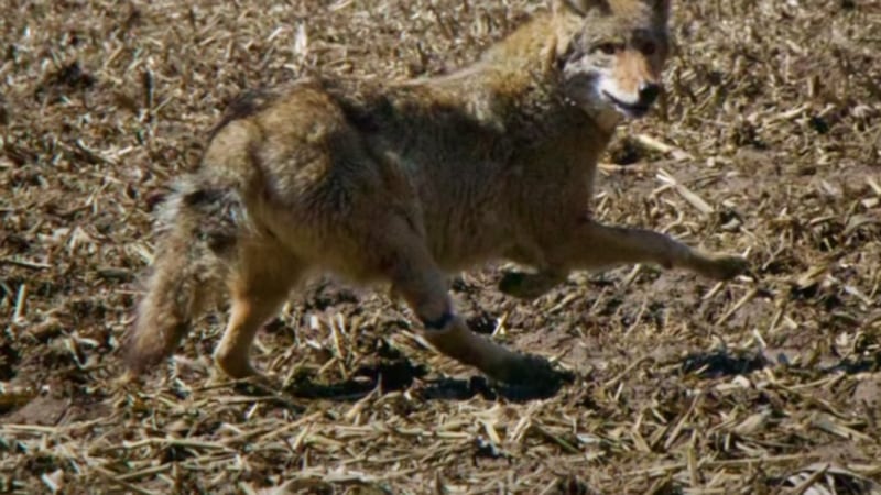 Pregnant coyote with injured leg free once again