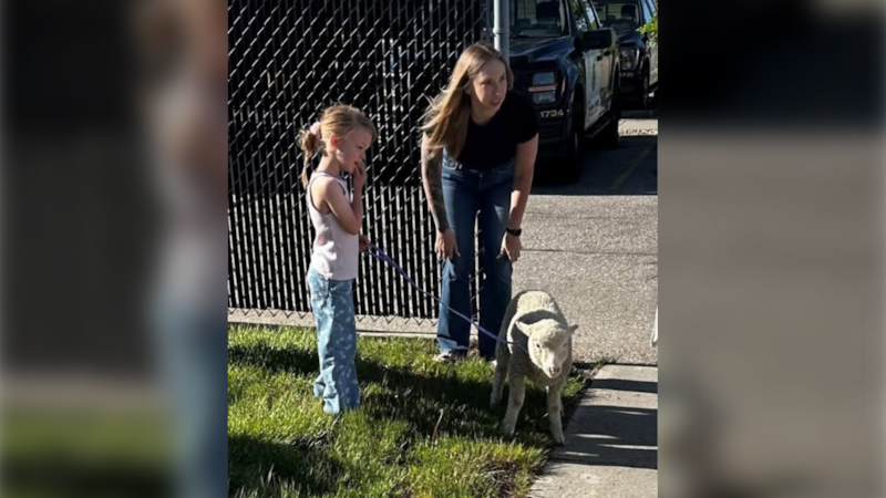 Calgary police collar runaway sheep in city’s north end