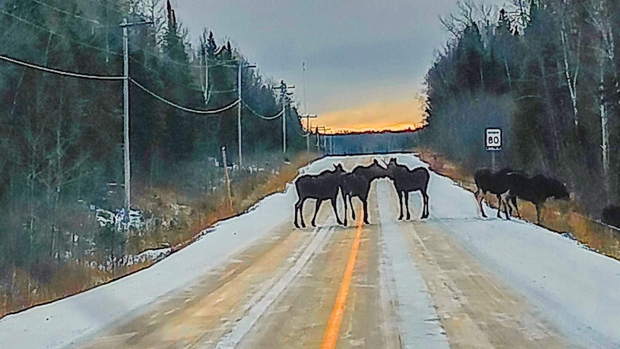 'A truly Canadian Roadblock': moose block a northern Ont. roadway – CTVNews