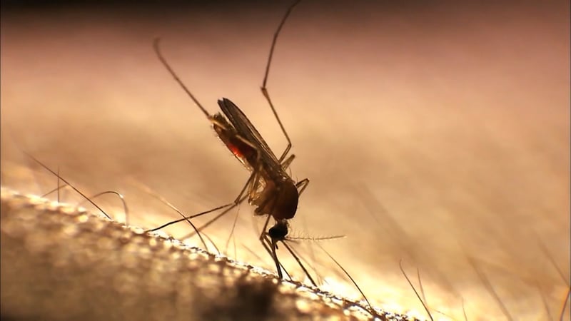 Saskatoon can expect to see more mosquitoes this spring, entomologist says