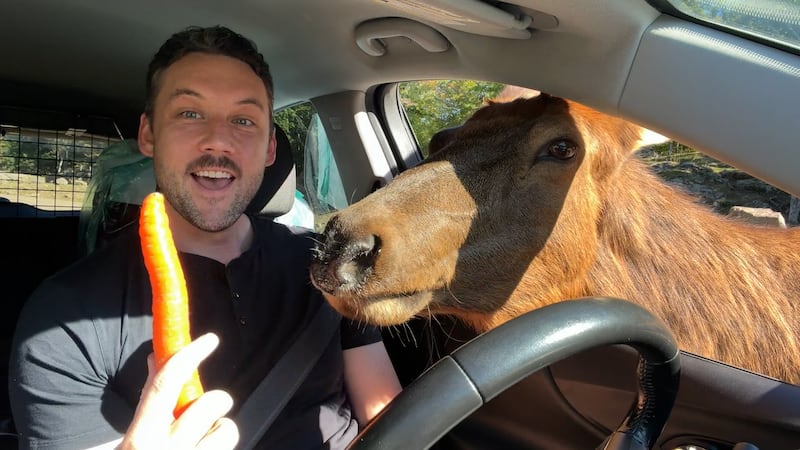 One Tank Trip: Drive among moose, bears and wolves at Parc Omega