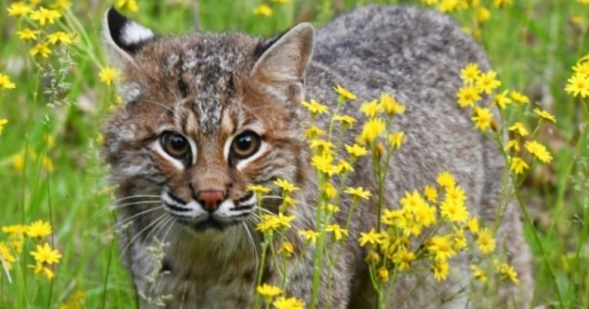 U.S. hunters may face prison time after more than 40 bobcat pelts sold at auction in Canada - CTV News