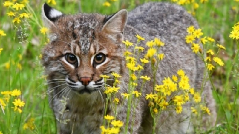 U.S. hunters may face prison time after more than 40 bobcat pelts sold at auction in Canada